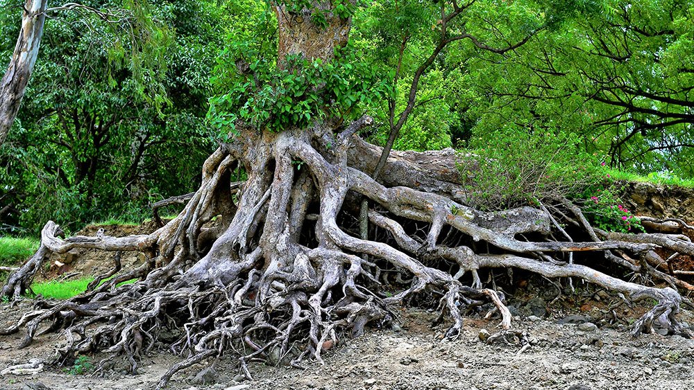 How to Conduct a Root Cause Analysis