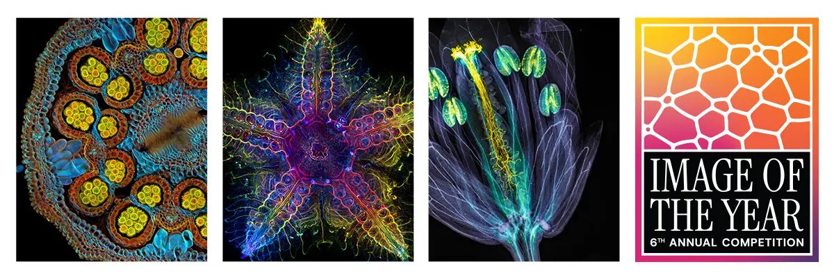 Evident Holds 6th Annual Image of the Year Contest