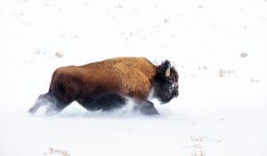 Do Buffalo Really Run Toward Storms? | Gemba Academy